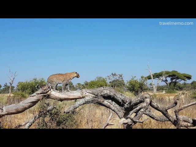 Hunting leopard in Moremi game reserve, Botswana