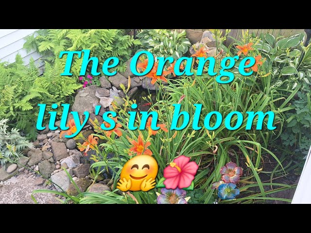 Orange Day Lily's