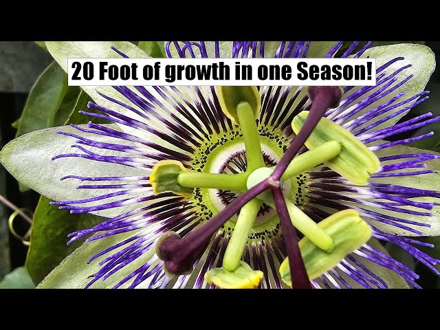 Passion flower - A beautiful and aggressive evergreen vine
