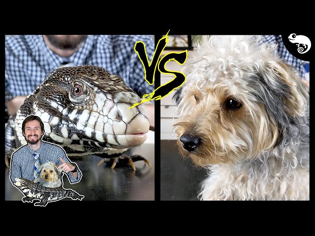 Tegu vs Dog - Head To Head