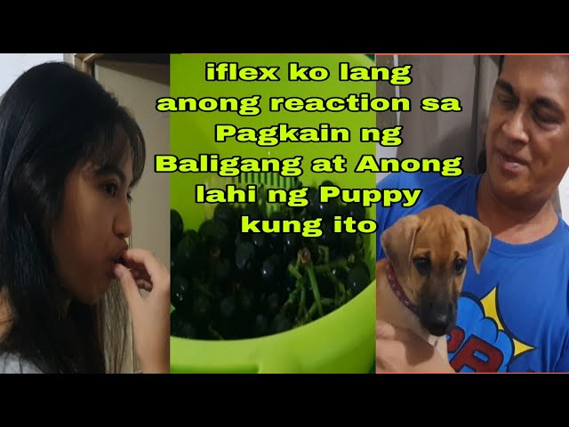 iflex ko Anong reaction Pagkain Balingang at Anong lahi ng Puppy kung ito. @WATCIADOR VLOG