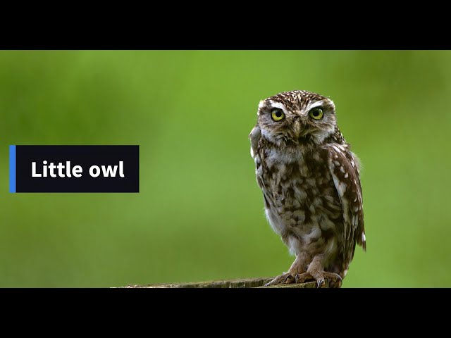 Little owl || One of the Smallest Owl Species in the World