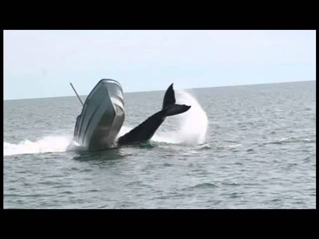 The incredible moment a humpback whale tips up a motor boat
