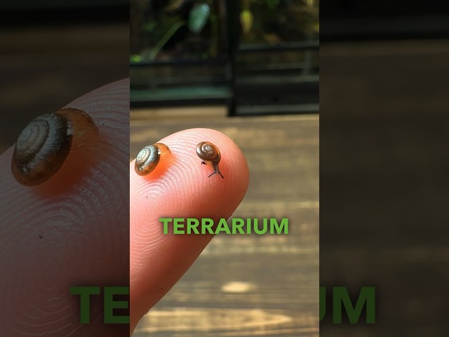 Making a Terrarium For Tiny Snails!🐌