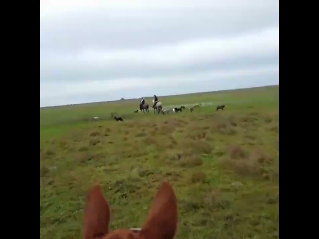 Wild boar hunting with horses and dogs