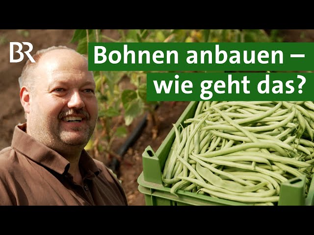 Grüne Bohnen anbauen: Vier Bohnensorten aus dem Gewächshaus | Stangenbohnen | Unser Land | BR