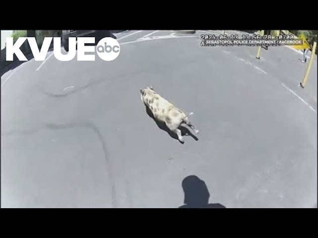 Police officers chase runaway piglet: Caught on camera