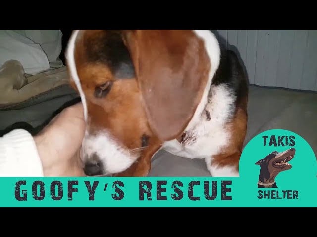 Abandonded, chocking  dog with an imbedded collar (Warning :graphic content) - Goofy - Takis Shelter