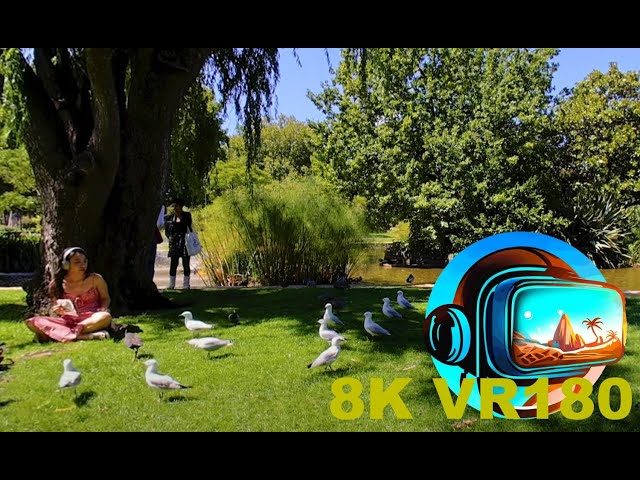The birds of the Carlton Gardens enjoying the sun in MELBOURNE AUSTRALIA 8K 4K VR180 3D Travel
