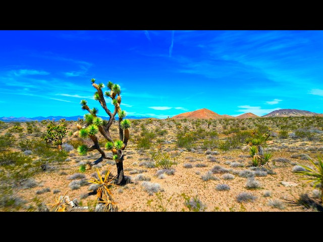 Arizona-California-Nevada Tri-State Border to Mojave Desert | Scenic Desert Drive