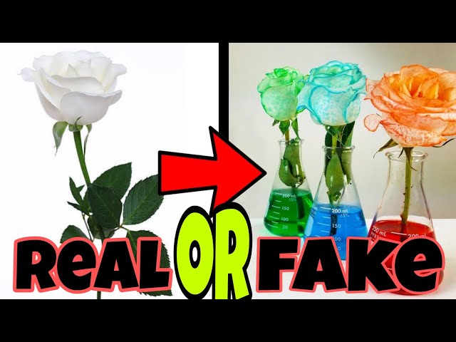 क्या ऐसा होता है? | Is this Real or Fake | MAD EXPERIMENT