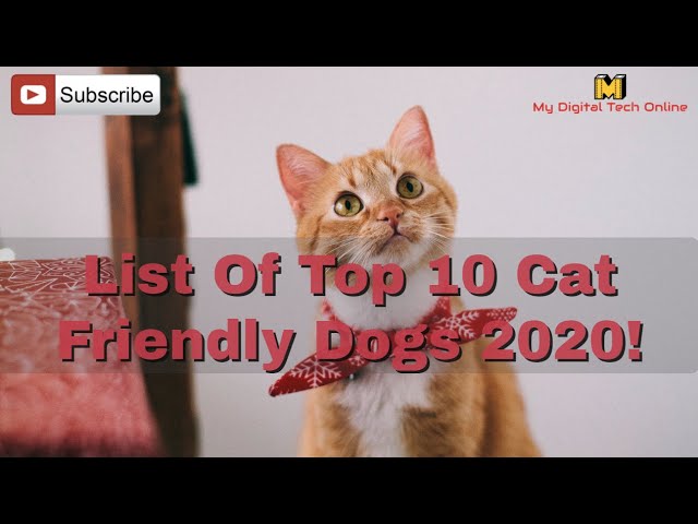 TOP 10 MOST EXPENSIVE CAT BREED IN THE WORLD