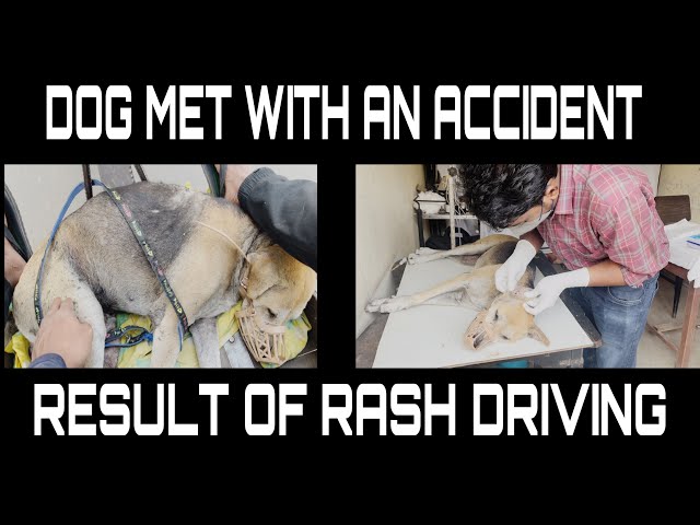 Brutal Accident || Street Dog got hit by a bike || Rash Driving || Safe Drive Save Life ||