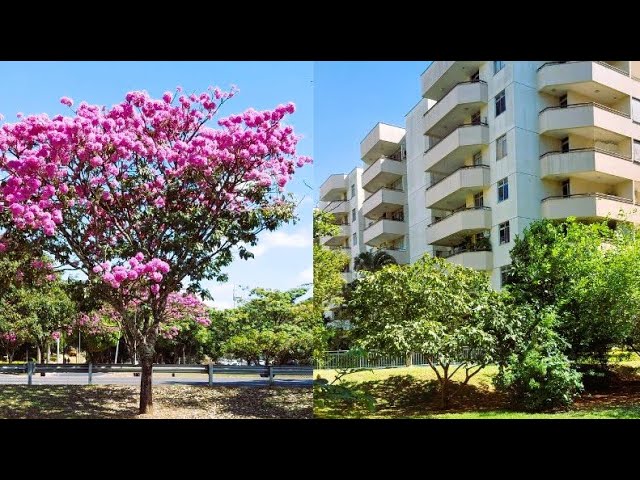 Brasília - SQN 211 - Beginning of flowering of purple ipês