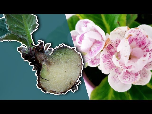 HOW TO PROPAGATE GLOXINIA PLANT BY DIVIDING A TUBER?