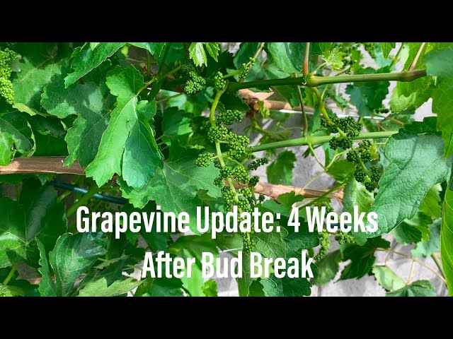 Grapevine Update: 4 Weeks After Bud break