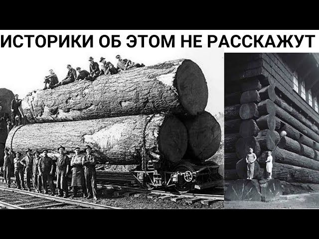 Деревья Великаны Руси уничтожены катастрофой 19 века