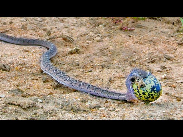 Snake Turns into a Balloon After Stealing Huge Egg