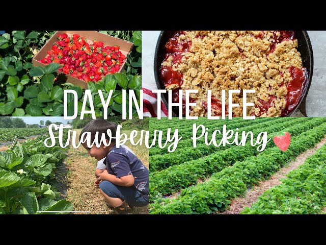 🍓Day in the life: Strawberry Picking 🍓
