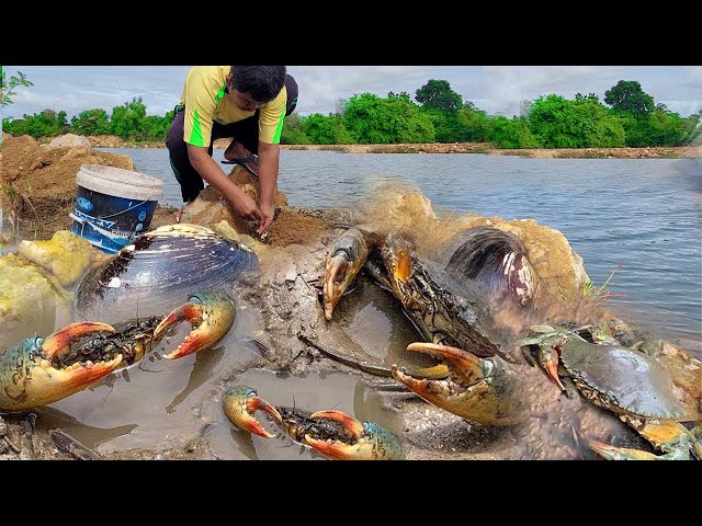 Amazing Catch King Mud Crabs & Claims at Mud  after Water Low Tide | Season Catch Sea Crabs AT RIVER