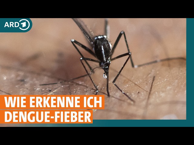 Dengue-Fieber durch Mückenstich: Wo kann man sich anstecken und was sind Symptome? I ARD Gesund