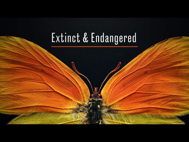 Extinct and Endangered: Insects in Peril - Now Open!