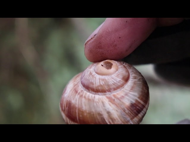 Survival diet? Cooking Snails In The Forest with 3 Knifes