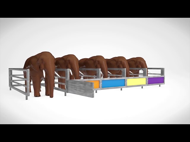 Learn Color Elephant Shed Animal W Surprise Eggs Fruit Cartoon Nursery Rhymes for Children.