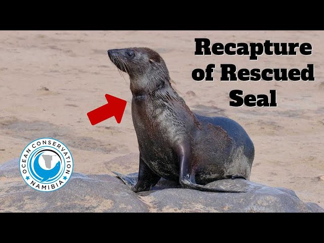 Rescued Seal Recaptured