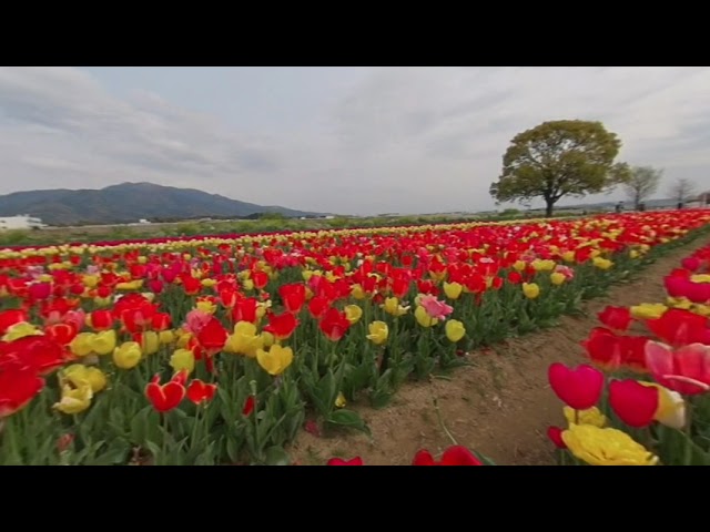 チューリップ　Japanese tulips #vr