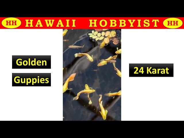 Watch GOLD Guppies - 24 Karat! #guppy #guppyfish