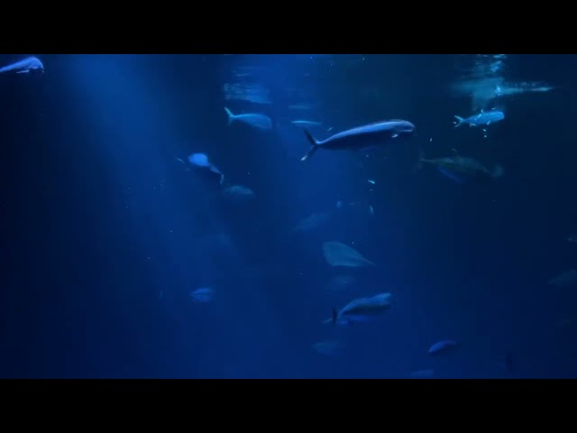 Monterey Bay Aquarium - Open Sea Feeding [FULL SHOW] 🐟
