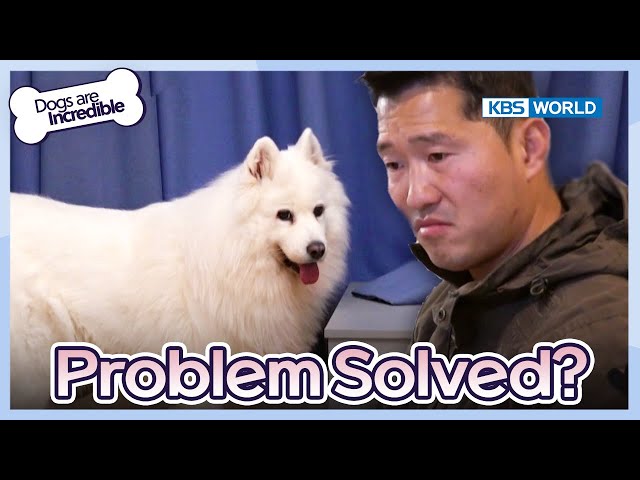 Problem Solved? [Dogs are incredible : EP.207-3] | KBS WORLD TV 240220