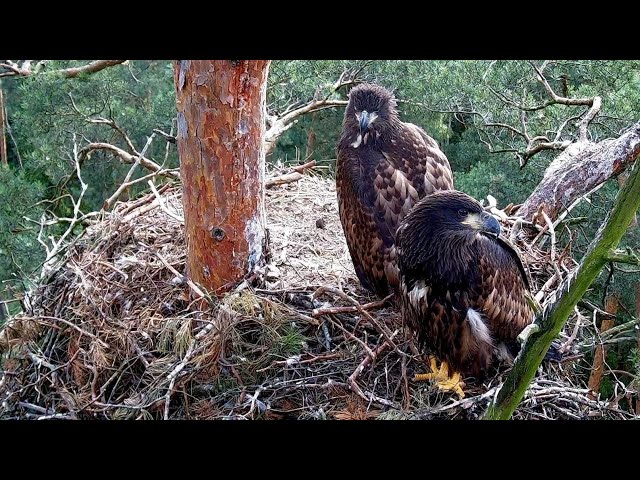 Bielik Online Bory Tucholskie / White-tailed Eagle Online Tucholskie Forest