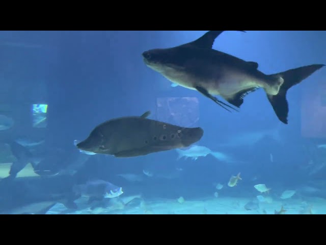 Cambodia Biggest aquarium | sea marine and the Mekong Delta fish