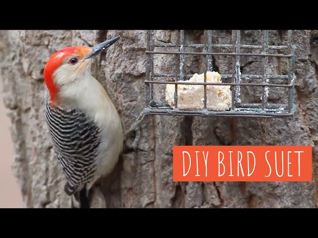 DIY: Make Your Own Suet for Birds