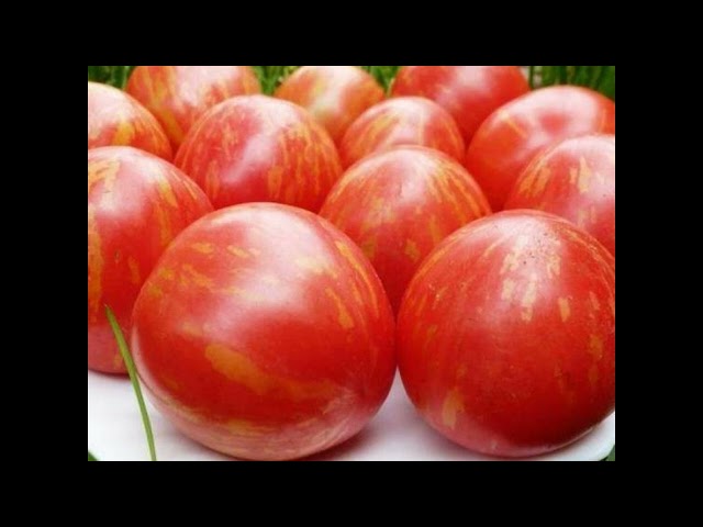 Самый лучший томат в мире 2023г.!Высокоурожайный, вкусный и сладкий томат сорта ТИГРОВЫЙ! #огород