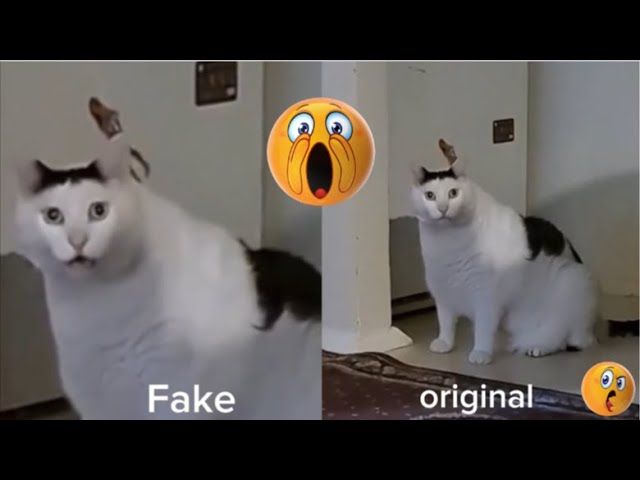 Huh! huh! (fake vs original)