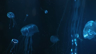 ( / ) C4D & AE Tutorials – Procedural Bioluminescent Jellyfish