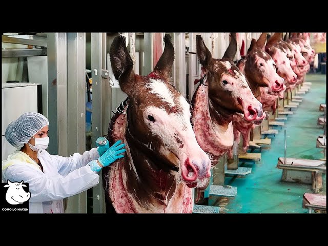 Cómo China Cría Millones De Burros Para Obtener Leche Y Carne - Procesamiento De Carne De Burro
