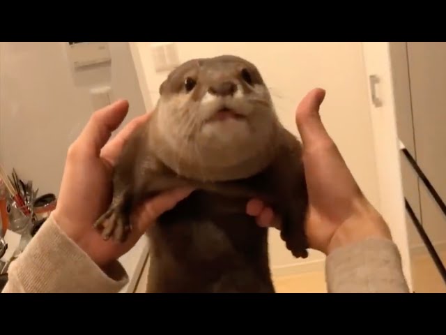カワウソさくらのいたずらしているところバレちゃった集！ A collection of otter Sakura's pranks that got caught!