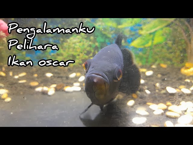 Update Kondisi Ikan Oscarku Setelah Beberapa Bulan | @buhariAbs