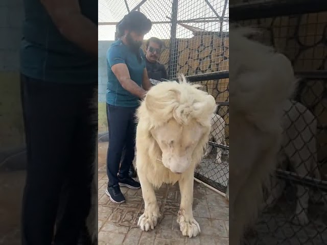 Giant lion of Jassim