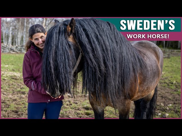 Equestrian Rides the North Swedish Horse in Sweden