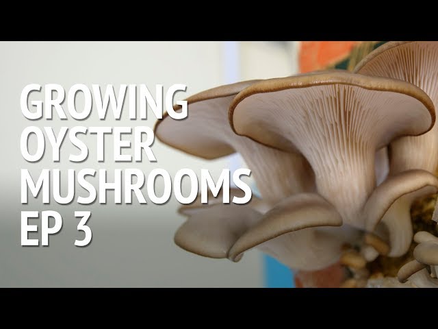 Time to harvest my oyster mushrooms!