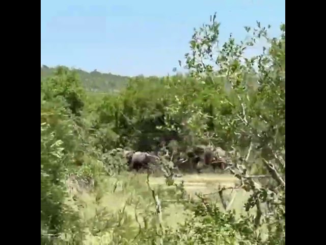 Lions Run When elephant arrive at the waterhole #shorts # ytshorts