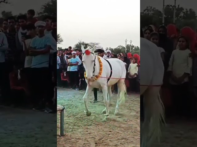 घोड़े का नागिन डांस ] horse dance chunni me beautiful #dance #horse #viral #trending #chunni