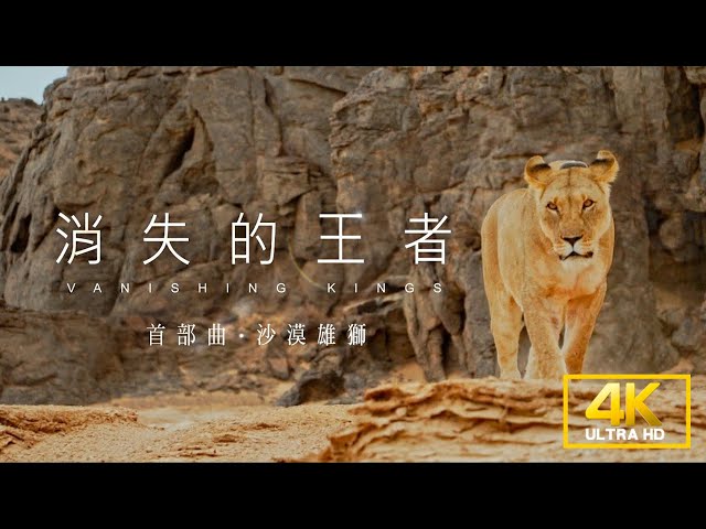 賀！舒夢蘭《消失的王者》勇奪第55屆金鐘獎《4K SDR》消失的王者-首部曲:沙漠雄獅《聚焦全世界》第44期|Vanishing Kings I-Lions of the Namib Desert