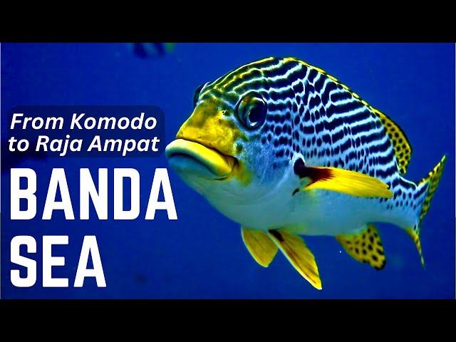 KOMODO to RAJA AMPAT on a Scuba Diving Liveaboard - Banda Neira, Manuk, Ambon
