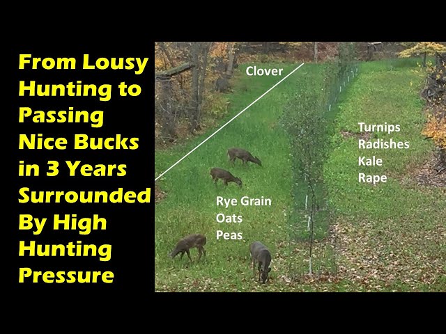 Deer Habitat Plan and Hunting Strategy Holds More Bucks on 40 Acres In High Hunting Pressured Area